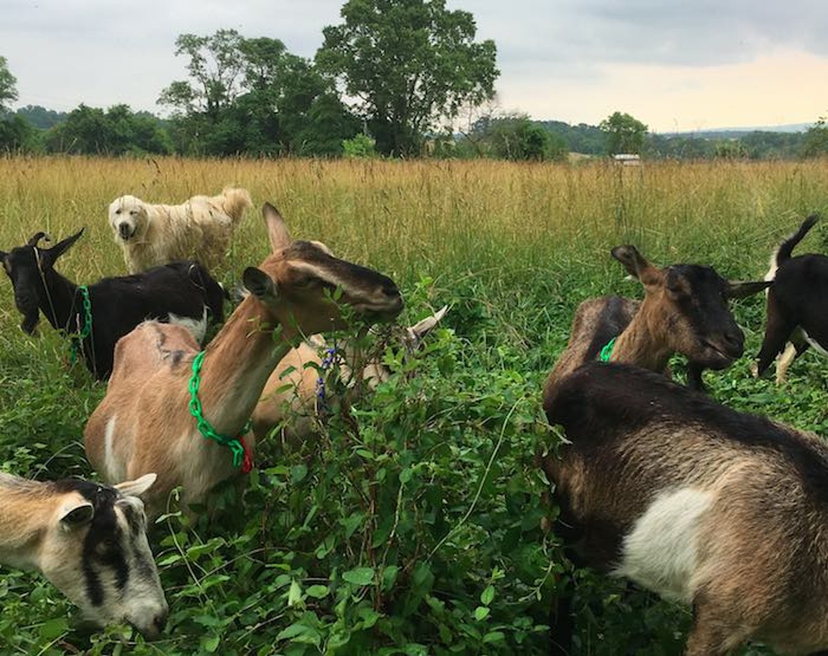 Goats at George's Mill Farm near Lovettsville
