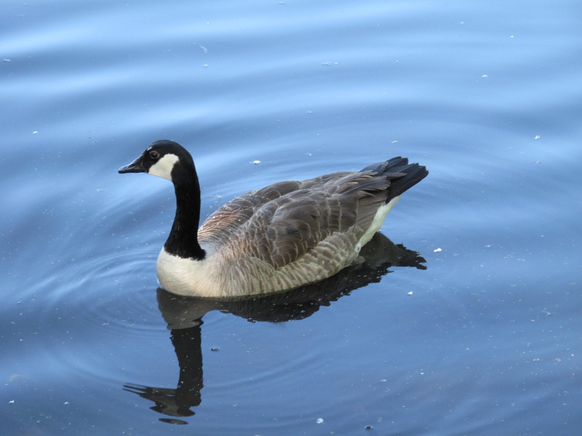 Geese are common near Loudoun waterways