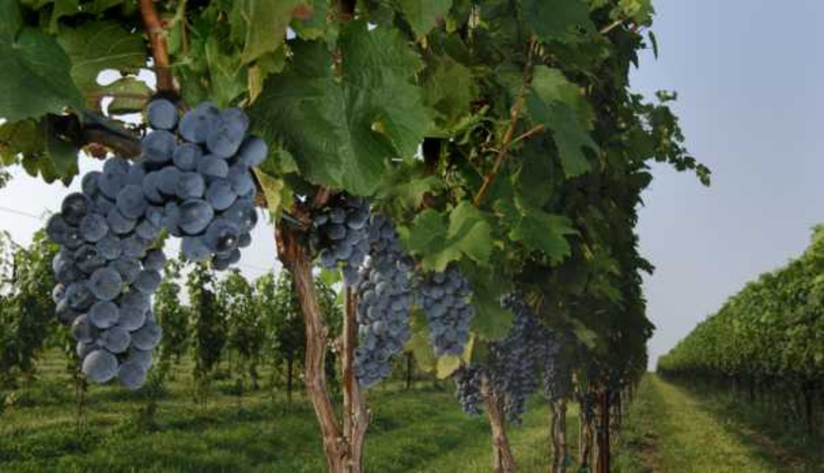 Loudoun has become a major wine producing region over the past three decades