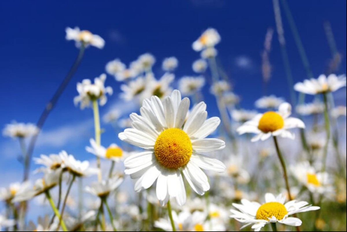 Roadside daisies abound in western Loudoun