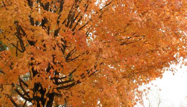 Loudoun maple in autumn