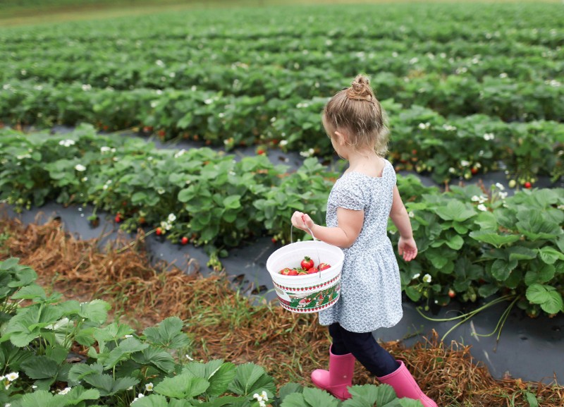 Strawberry picking in Loudoun.
